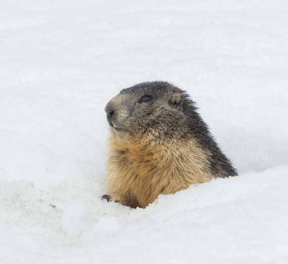 Washington Gov. Jay Inslee speaking at a podium